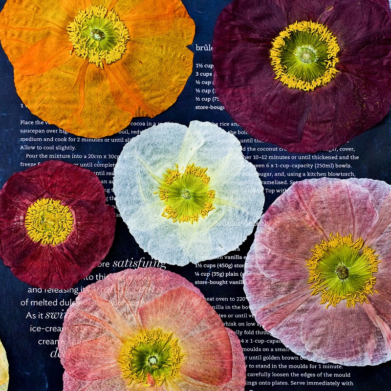 Art And Craft Photos - 1개, 자연산 양귀비 압화 DIY 레진