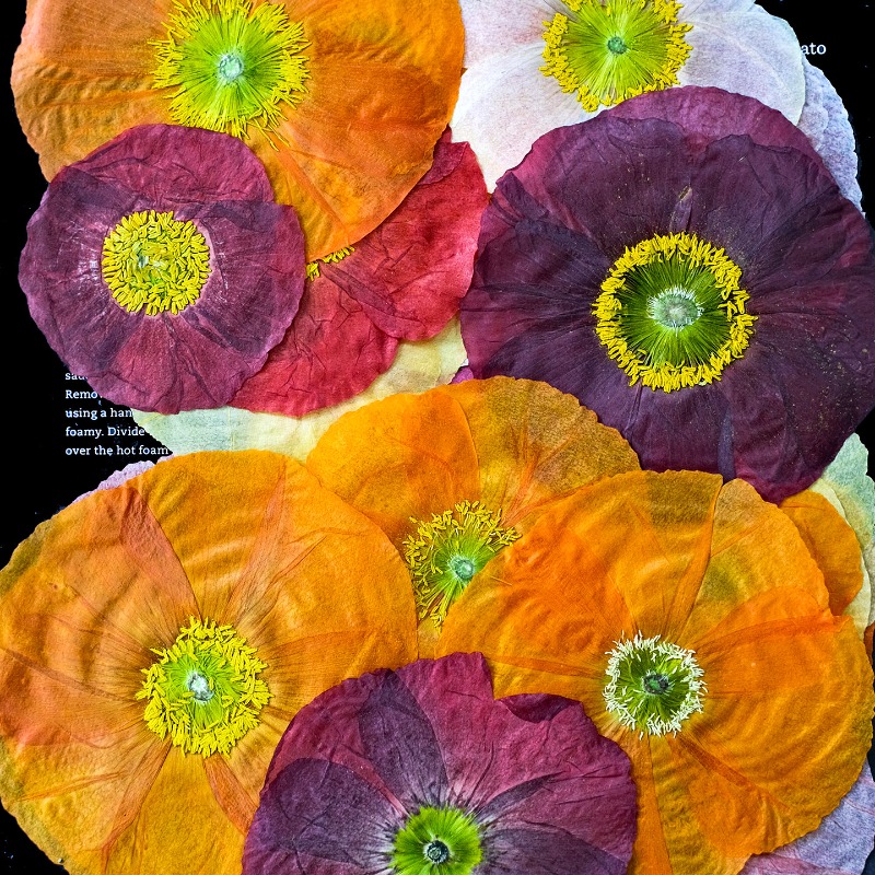 1개, 자연산 양귀비 압화 DIY 레진 몰드 스크랩북  - Art And Craft Photos 리뷰 및 가격