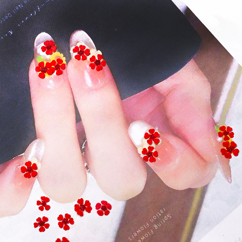 96개 미니 1.5cm 천연 압화 화려한 진주빛 꽃 말 - Art And Craft Photos 리뷰 및 가격